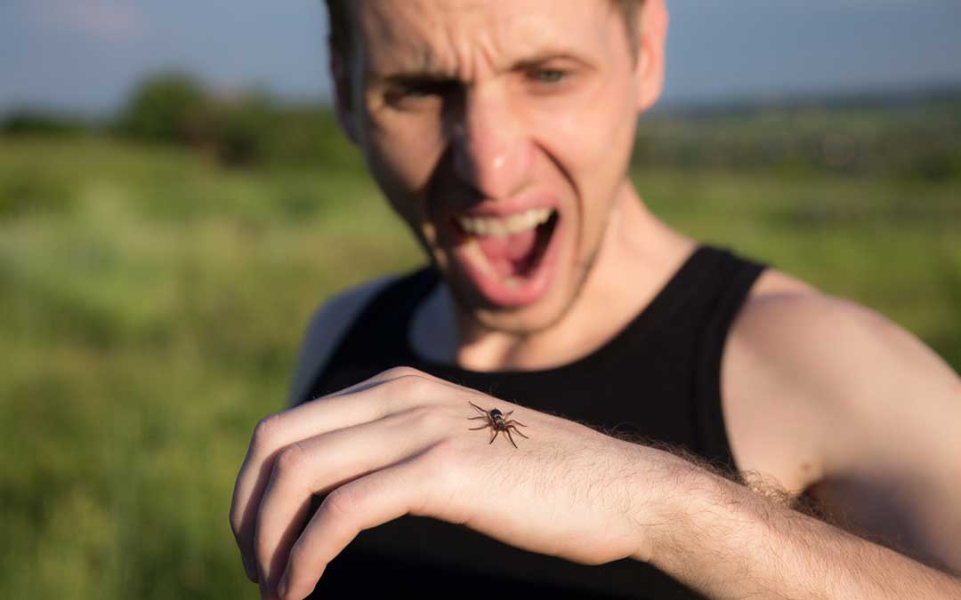 What is Fear of Insects