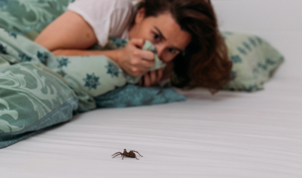 what is Arachnophobia