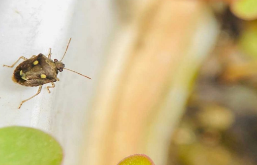 Ant Invasion: Overcoming Phobia of Ants