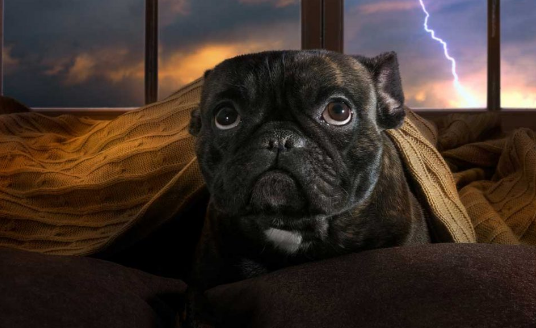 Storm Phobia in Dogs: Helping Your Furry Friend Brave the Thunder